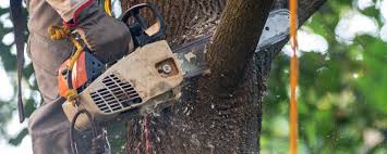 Best Lawn Irrigation Installation and Maintenance  in Auburn, GA