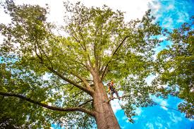 Best Stump Grinding and Removal  in Auburn, GA
