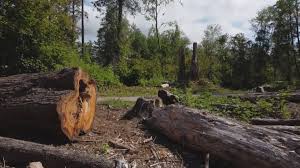 Best Tree Risk Assessment  in Auburn, GA