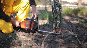 Best Firewood Processing and Delivery  in Auburn, GA