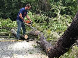 Reliable Auburn, GA Tree Care Solutions