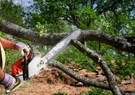 Best Tree Maintenance Programs  in Auburn, GA