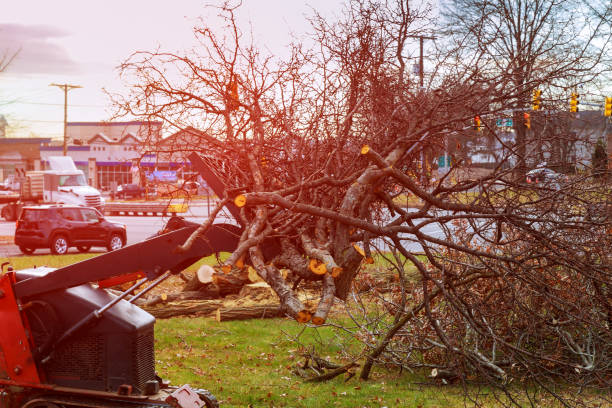 Best Tree and Shrub Care  in Auburn, GA
