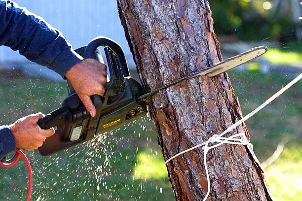 Best Tree Trimming and Pruning  in Auburn, GA