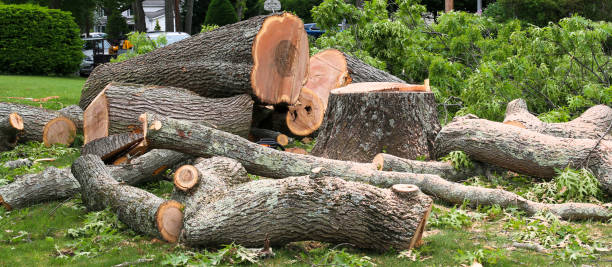 Best Leaf Removal  in Auburn, GA