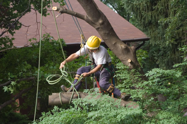 Best Arborist Consultation Services  in Auburn, GA