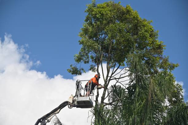 Mulching Services in Auburn, GA
