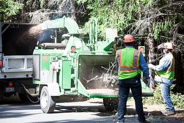 Best Tree Cabling and Bracing  in Auburn, GA