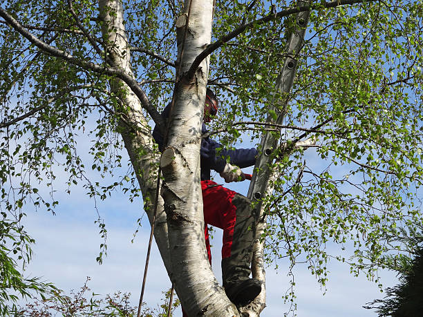 Best Tree Disease Treatment  in Auburn, GA