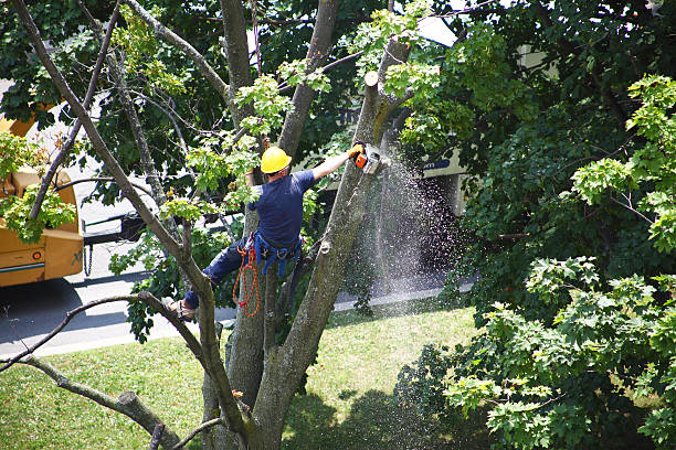 Lawn Pest Prevention in Auburn, GA