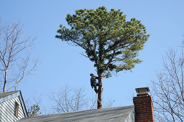 Best Lawn Mowing  in Auburn, GA
